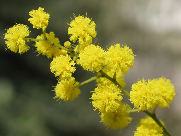 Mimosa per la festa delle donne